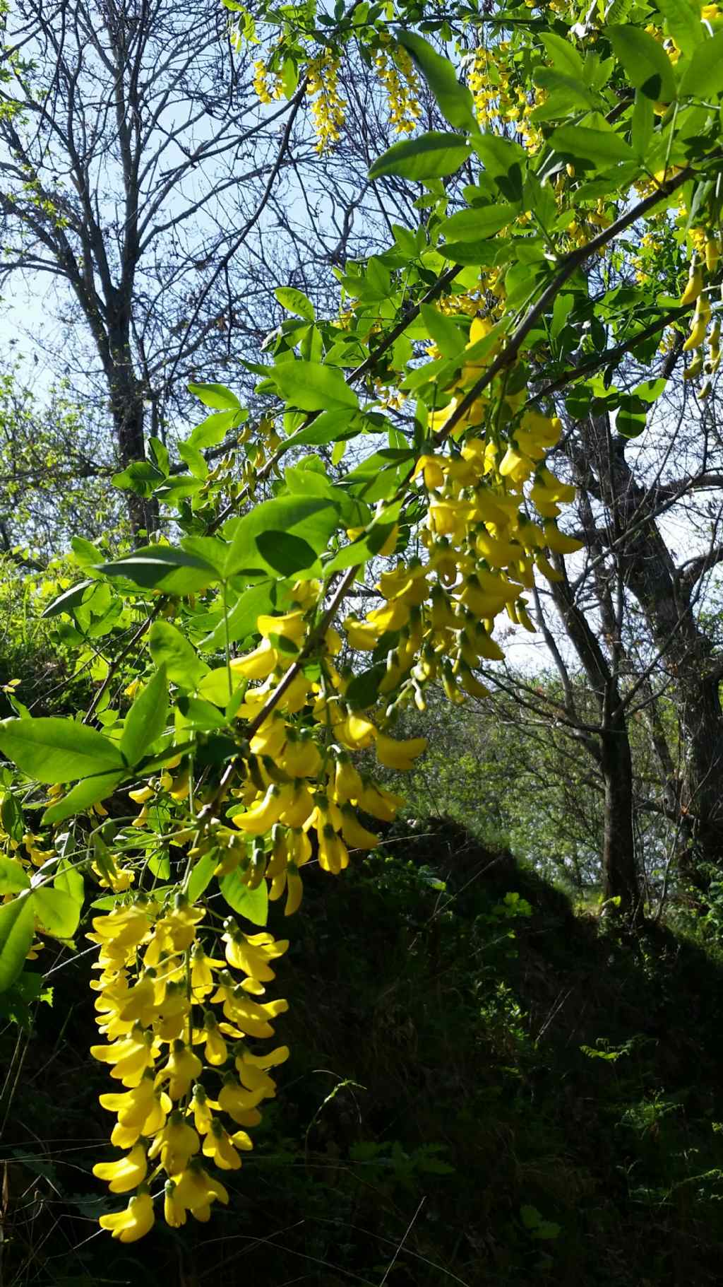 Laburnum anagyroides Medik  (Fabaceae)